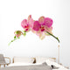 Orchid