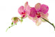 Orchid