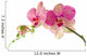 Orchid