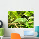 Gecko Wall Mural