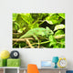Gecko Wall Mural