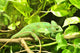 Gecko Wall Mural