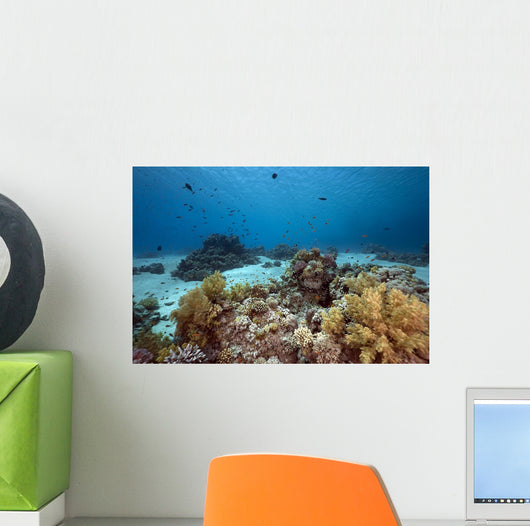 Ocean Coral and Fish