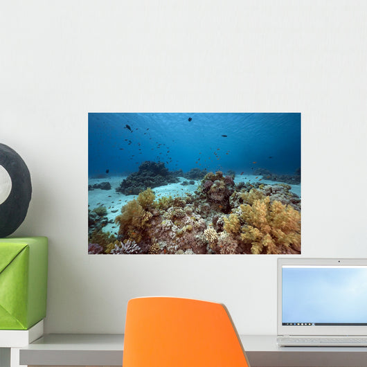 Ocean Coral and Fish