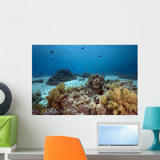 Ocean Coral and Fish