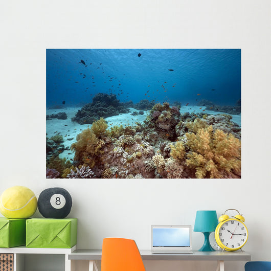 Ocean Coral and Fish