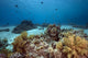 Ocean Coral and Fish