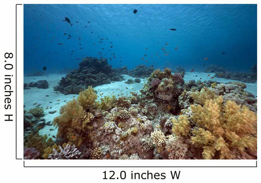 Ocean Coral and Fish