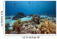 Ocean Coral and Fish