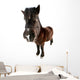 danish horses Wall Decal