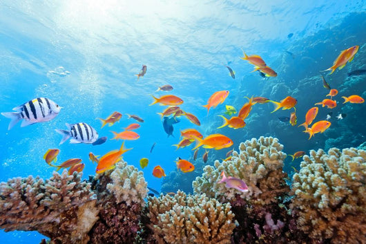 Coral Scene on the Reef Wall Mural