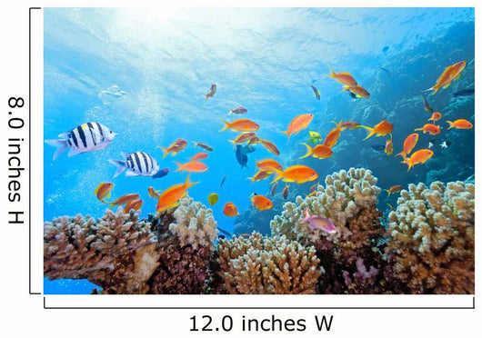 Coral Scene on the Reef Wall Mural