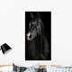 Black Horse Darkness