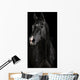 Black Horse Darkness