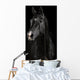 Black Horse Darkness