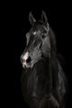 Black Horse Darkness