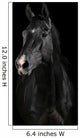 Black Horse Darkness