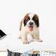 Panting Saint Bernard Puppy