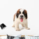 Panting Saint Bernard Puppy