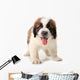 Panting Saint Bernard Puppy