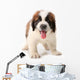 Panting Saint Bernard Puppy