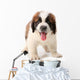Panting Saint Bernard Puppy