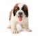 Panting Saint Bernard Puppy