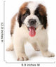 Panting Saint Bernard Puppy