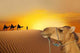 Travel with Camel Wall Decal Design 2