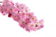 Cherry Blossom Branch Wall Decal