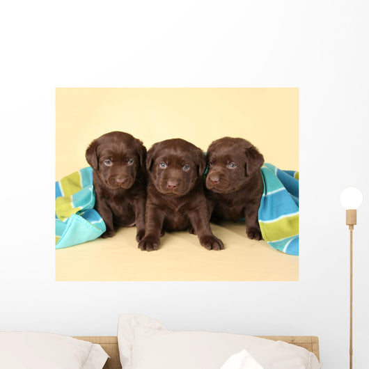 Three Lab Puppies