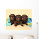 Three Lab Puppies