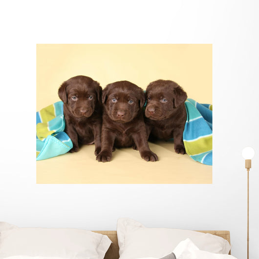 Three Lab Puppies