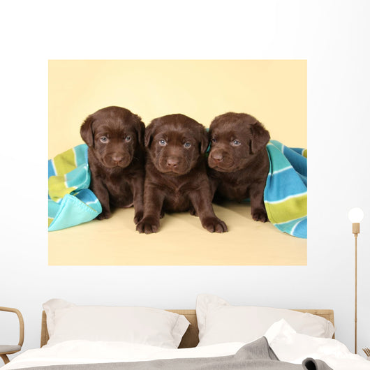 Three Lab Puppies