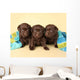 Three Lab Puppies