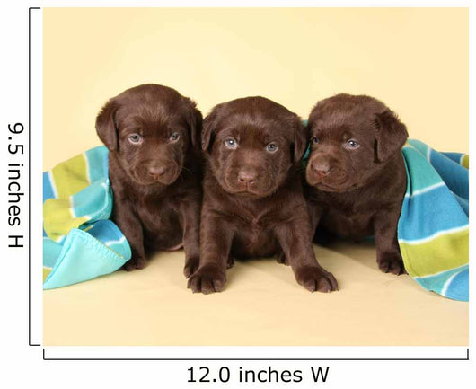 Three Lab Puppies