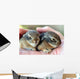 A Pair of Baby Cottontail Rabbits Rest in a Hand Wall Mural