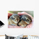 A Pair of Baby Cottontail Rabbits Rest in a Hand Wall Mural