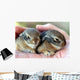 A Pair of Baby Cottontail Rabbits Rest in a Hand Wall Mural