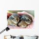 A Pair of Baby Cottontail Rabbits Rest in a Hand Wall Mural