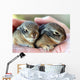 A Pair of Baby Cottontail Rabbits Rest in a Hand Wall Mural