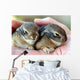 A Pair of Baby Cottontail Rabbits Rest in a Hand Wall Mural