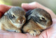 A Pair of Baby Cottontail Rabbits Rest in a Hand Wall Mural
