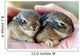 A Pair of Baby Cottontail Rabbits Rest in a Hand Wall Mural