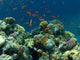Red Fishes Red Sea Wall Decal