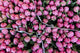 Large Bunches Tulips for Wall Decal