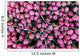 Large Bunches Tulips for Wall Decal