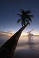 Barbados Palm Tree Leaning Wall Decal 4