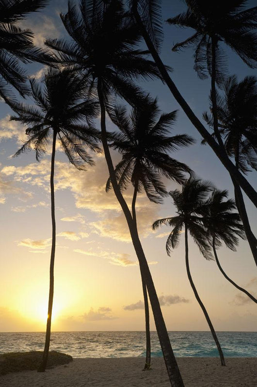 Barbados Silhouette Palm Trees Wall Decal