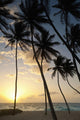 Barbados Silhouette Palm Trees Wall Decal